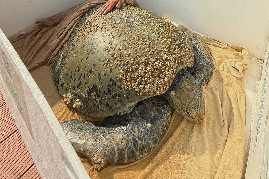 عمال في أبوظبي ينقذون سلحفاة بحرية جريحة قرب جزيرة الريم