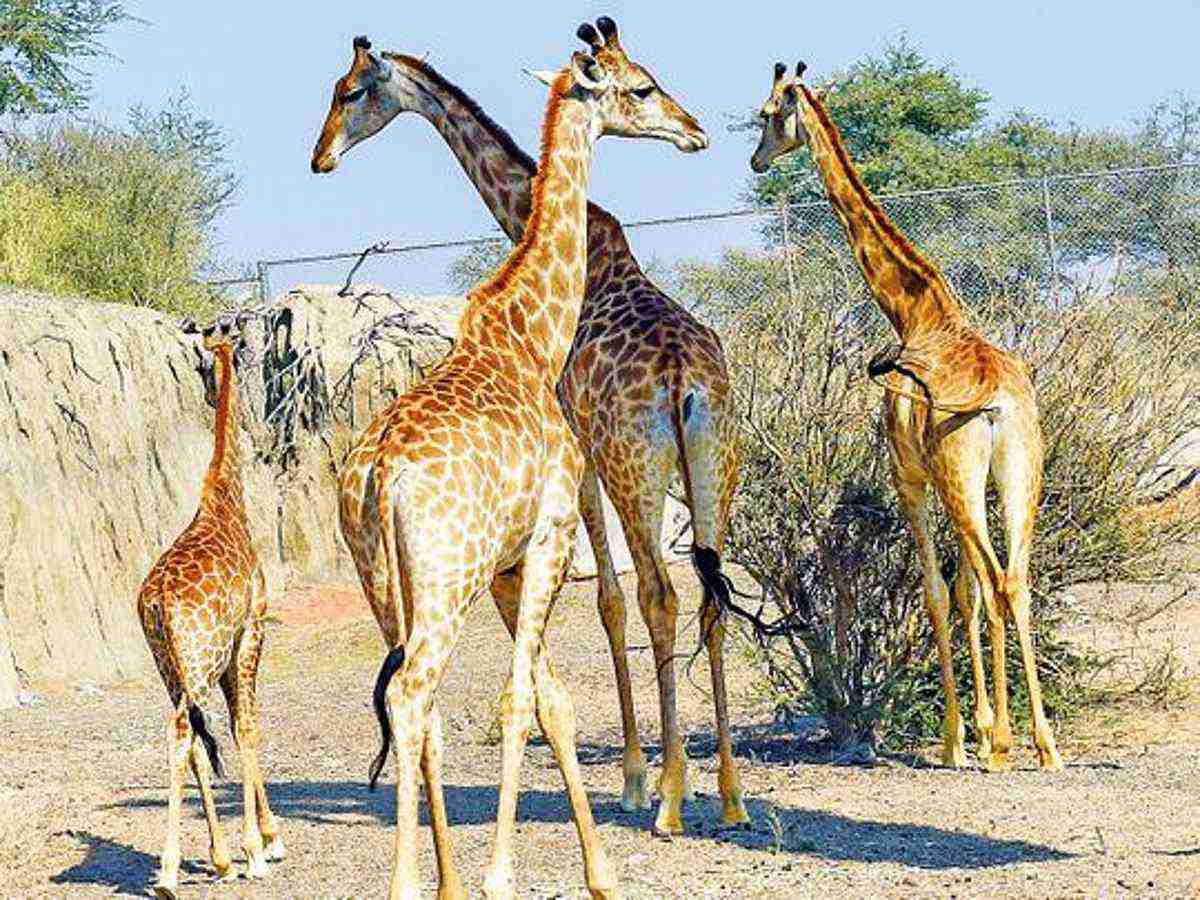 Sharjah Safari Reopens for Fifth Season, Tickets from AED 15